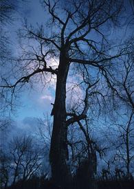 冥王传说 霉干菜烧饼无修