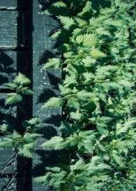 九龙壁上九条龙的特点